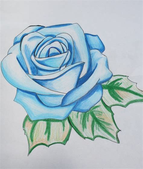 Blue Rose Drawing / Rose is a flowering plant and its scientific name is rosa. - Sempakman Wallpaper