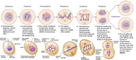 Mitosis And Meiosis Stages