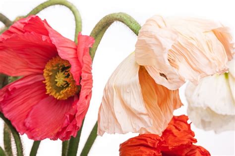 Free Photo | Daisy and poppy flowers bouquet