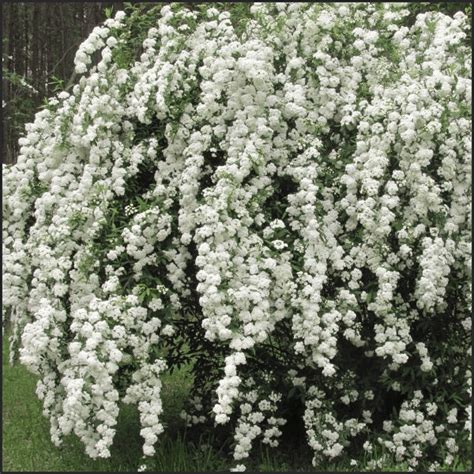 Bridal Wreath Spirea | Montgomery Botanical Gardens