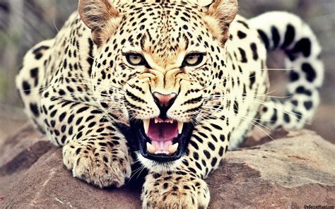 Image - Roaring-Leopard.jpg | Animal Jam Clans Wiki | FANDOM powered by Wikia