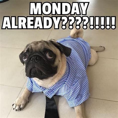 101 Lovable Pug Memes That Are Too Puggin' Cute