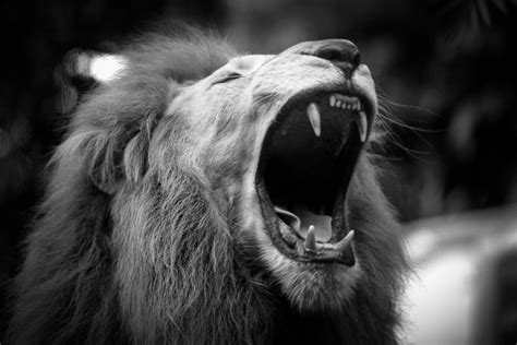 Dramatic Roaring Lion In Black And White Photograph by Andrewsuryono