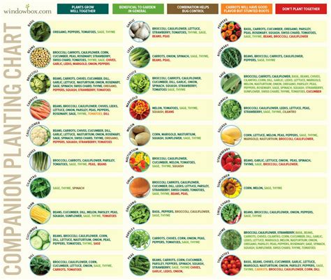 40 Companion Planting Chart for Vegetables | Desalas Template