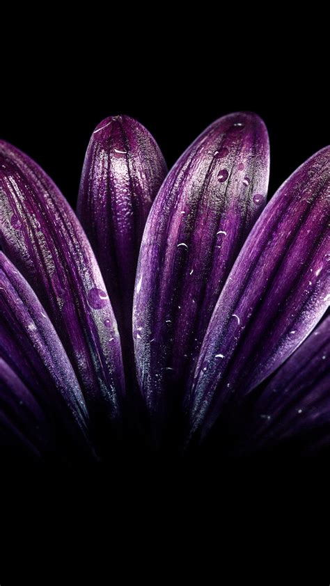 Dark Purple Flower 4K Wallpapers | HD Wallpapers | ID #24332