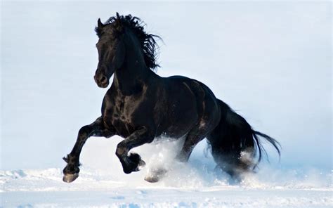 Black Horse Wallpapers - Wallpaper Cave