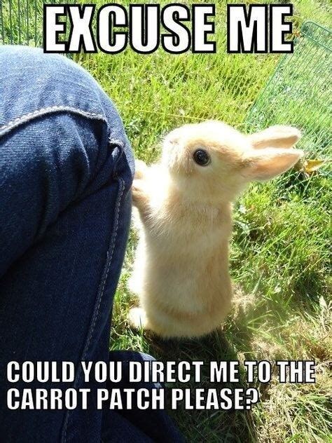 26 Bunny Memes That Are Way Too Cute For Your Screen