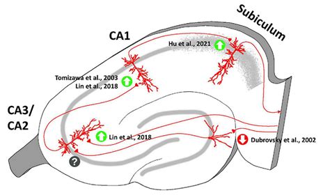 Understanding the Subiculum: The Heart of Hippocampal Function and Connectivity - Very Big Brain