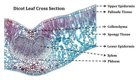 Cross Section Of A Leaf Microscope