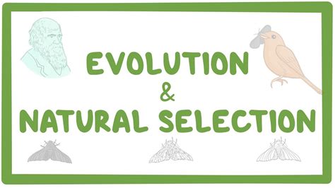 Evolution and natural selection: Video, Causes, & Meaning | Osmosis