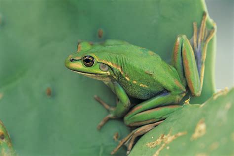 The frogs of Australia The frogs of Australia - Australian Geographic