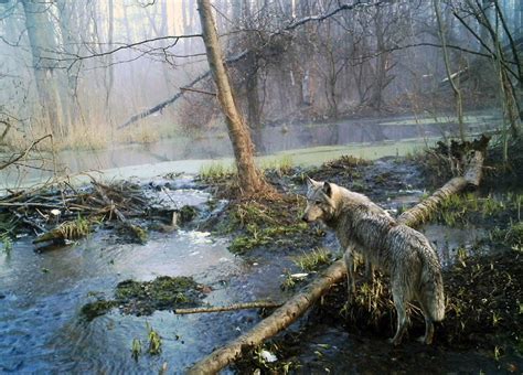 The Silicon Graybeard: Chernobyl - Europe's Unlikeliest Wildlife Sanctuary