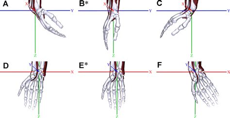 Six movements of the wrist joint (condyloid type) (A-C, lateral view;... | Download Scientific ...