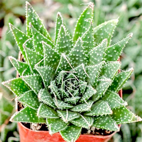 Aloe aristata - Lace Aloe, Torch Plant - Mountain Crest Gardens