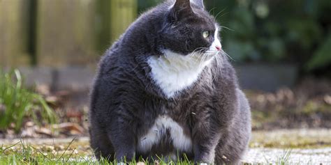 Fat Cat Tuesday: FTSE 100 Bosses Have Already Earned More Money Than You'll Make This Year ...