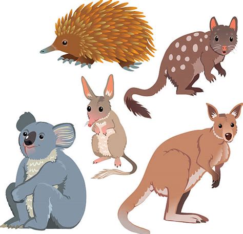 Best Echidna Illustrations, Royalty-Free Vector Graphics & Clip Art - iStock