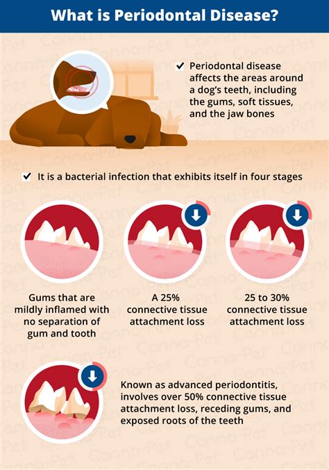 Periodontal Disease in Senior Dogs | Canna-Pet®