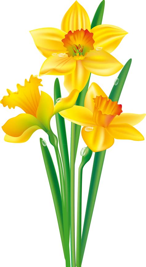 daffodil png 20 free Cliparts | Download images on Clipground 2024