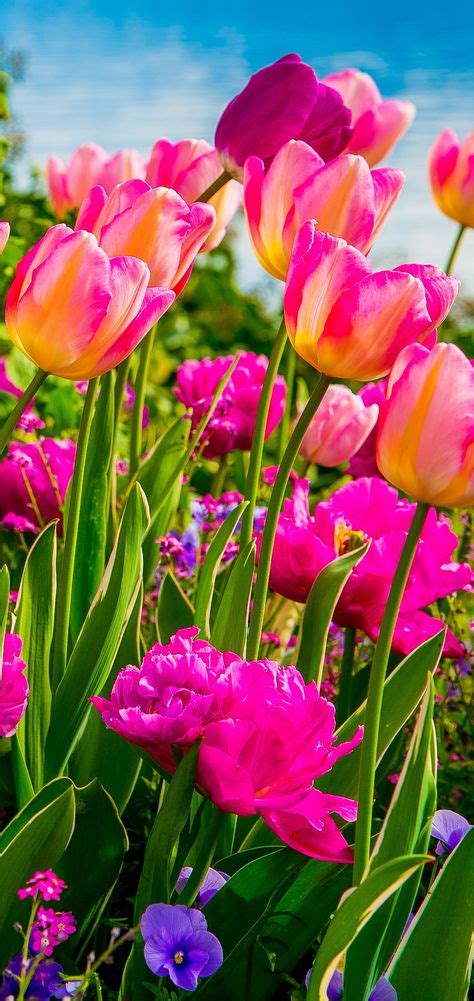 300+ Flowers ~ Tulips ideas in 2020 | tulips, flowers, beautiful flowers