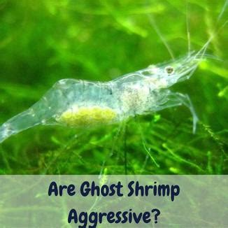 Are Ghost Shrimp Aggressive? The Correct Answer Can Surprise You!