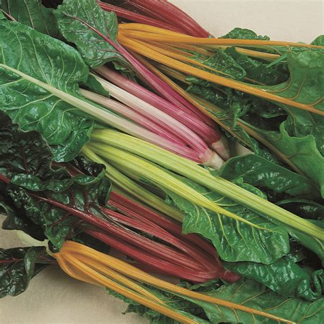 Swiss Chard Seeds - 'Rainbow'