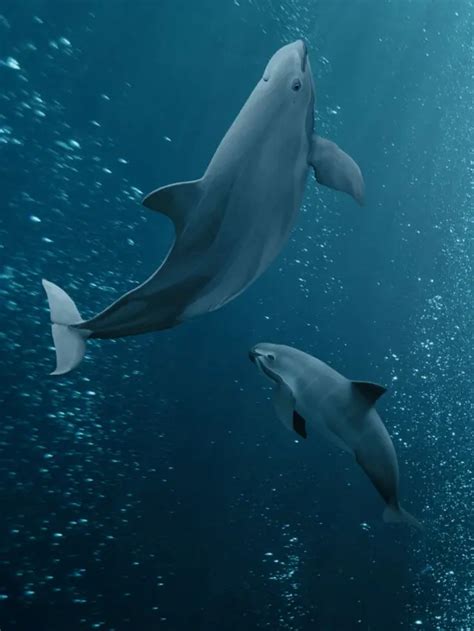 Save the Endangered Vaquita Porpoise — Porpoise Conservation Society