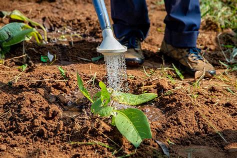 What Drought Means for Africa’s Crops, a Gro Forecast