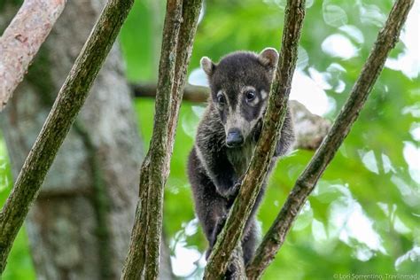 Costa Rica Wildlife: Where to See These 19 Animals in the Wild — Travlinmad Slow Travel Blog