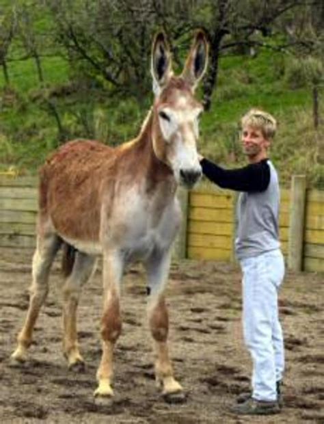 Domestic Donkey Breeds