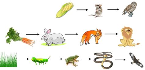 Food Chains and Food Webs | The K8 School