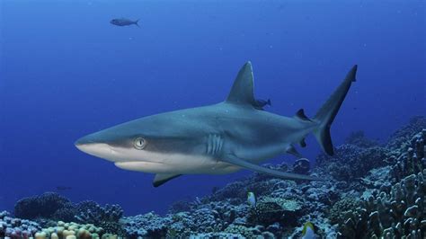 Report says sharks in the Pacific Ocean are in danger of being overfished