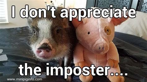 Mini Pig Meme's/Pictures - Mini Pig Info