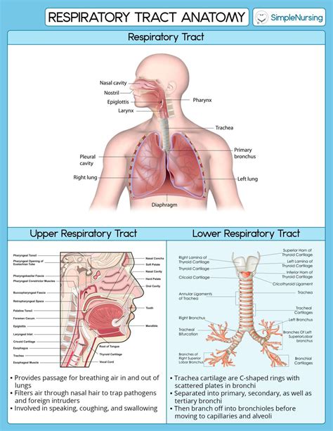 Respiratory Simple Nursing - LVN 202 - Studocu