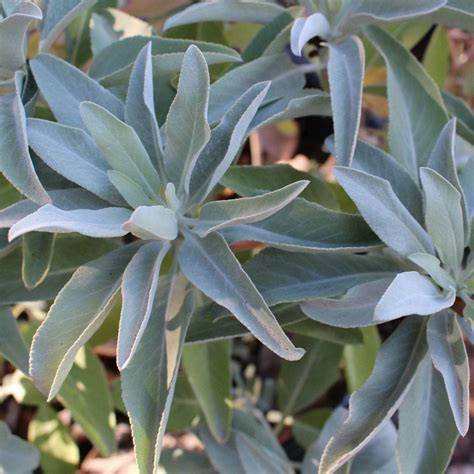 White Sage Seeds salvia Apiana California Native Seeds | Etsy