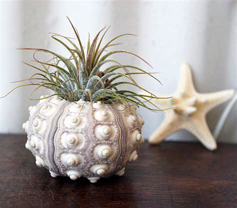 Unique Valentine Gift: Unusual Air Plants - Home Decoration Inspiration Ideas and Gifts ...