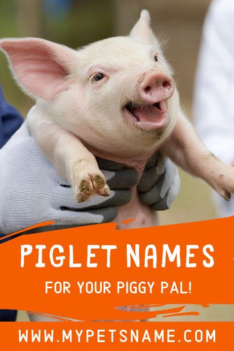 20+ Best Pig Names images in 2020 | pig, names, pet names