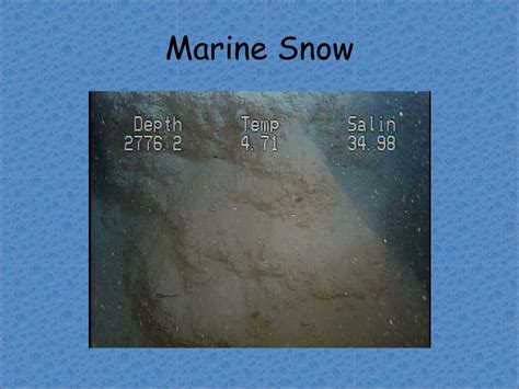 PPT - Marine Snow PowerPoint Presentation, free download - ID:1129820