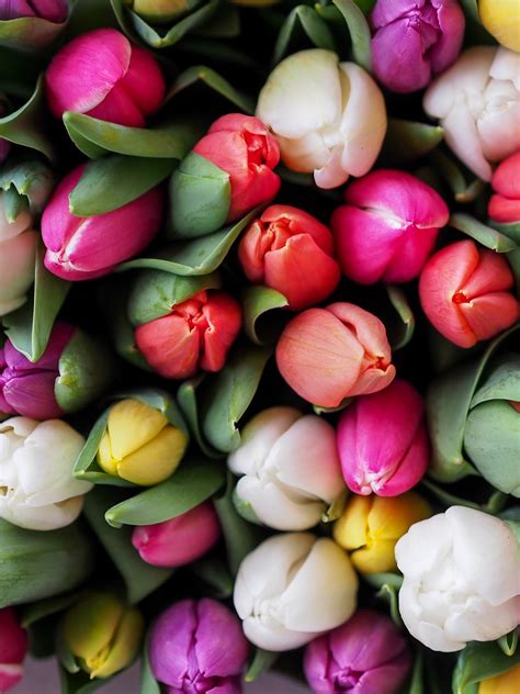 Tulips Bouquet Wallpaper - iPhone, Android & Desktop Backgrounds