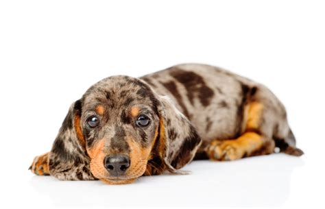 Dapple Dachshund Facts: Origin, Temperament & Characteristics