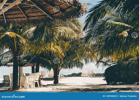 Resort with Palms, Chairs, Sunshades and Daybeds Stock Photo - Image of afternoon, plants: 120955822