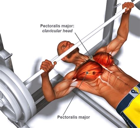 A Guide to Perfect Barbell Bench Press Technique for Stubborn Chest Muscles