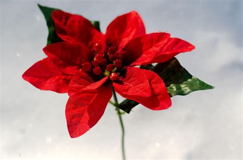 Beautiful Images of Christmas Flowers Free Download