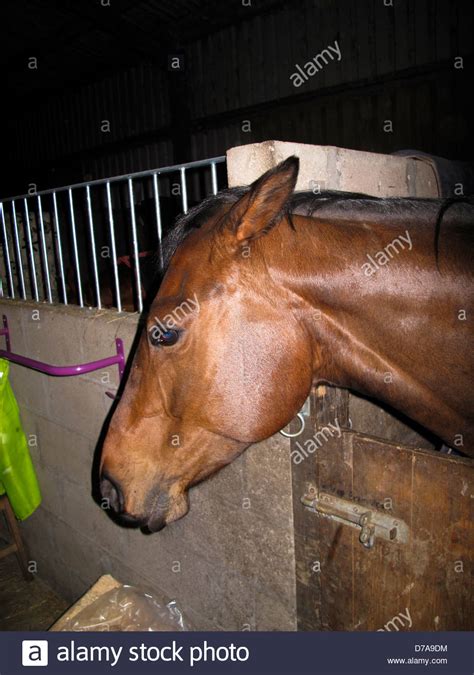 Bad tempered horse with ears pinned back leaning over stable door Stock Photo - Alamy