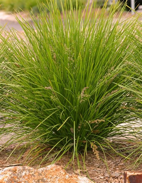 Native Grasses — Plants Plus Cumberland Forest