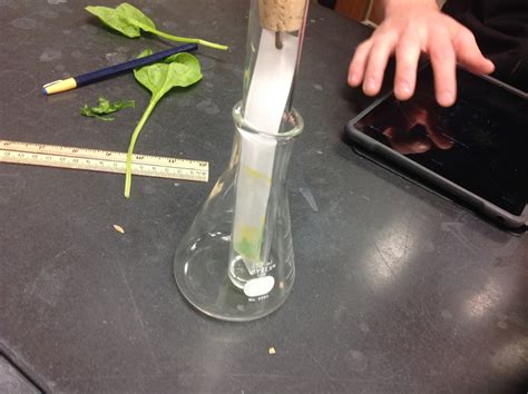 The Corks: Photosynthesis Lab: Plant Pigment Chromatography and Light Reactions