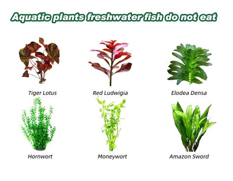 What Aquatic Plants do Freshwater Fish not Eat - Hygger