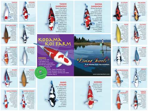 Types Of Koi Fish | tunersread.com