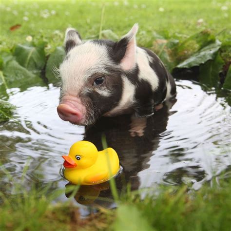 15 Most Adorable Micro Pig Photos Ever - The Wondrous