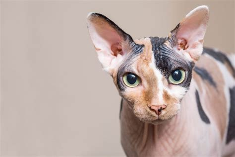 Sphynx Cat Breed Profile | Cat-World