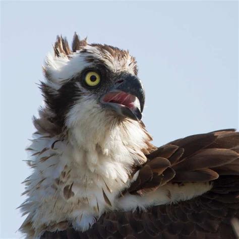 Osprey Vs Bald Eagle: We Compare These Mighty Raptors